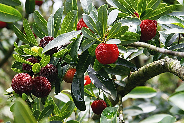 Appetize Ingredient Best Dessert Fruits Canned Arbutus/Waxberry/Red Bayberry in Glass Jar for Kids and Pregnant for Break Time