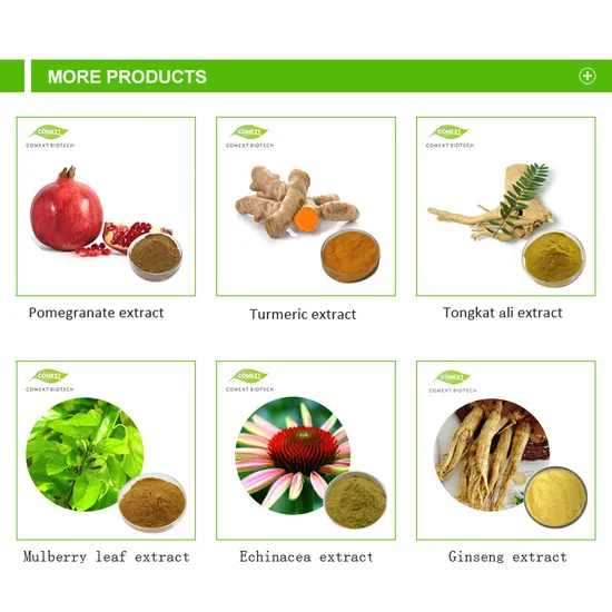 Hersteller Großhandel Mango-Fruchtpulver